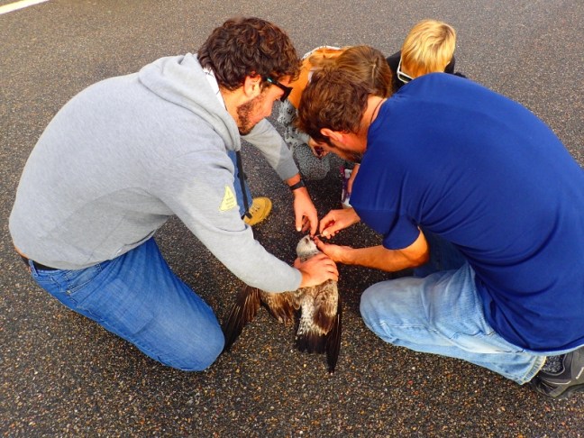 PC064266 (800x600).jpg