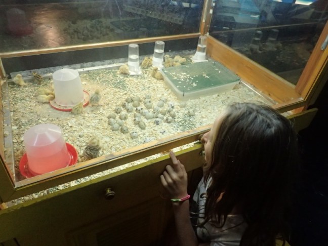 PC144631 (800x600).jpg