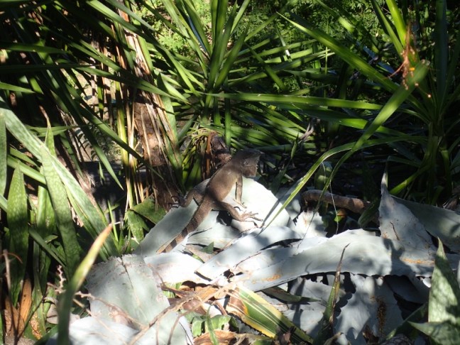 P1225453 (800x600).jpg