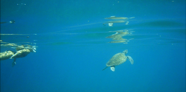 Snapshot 1 (9-03-2017 1-20 PM).png