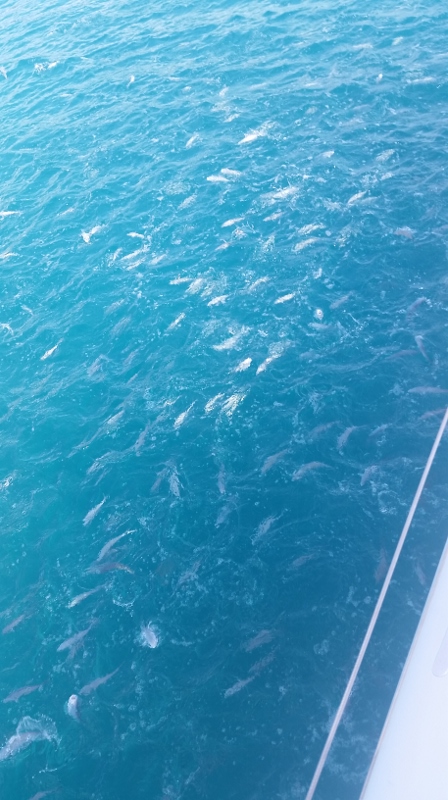 20170420_155128 (450x800)